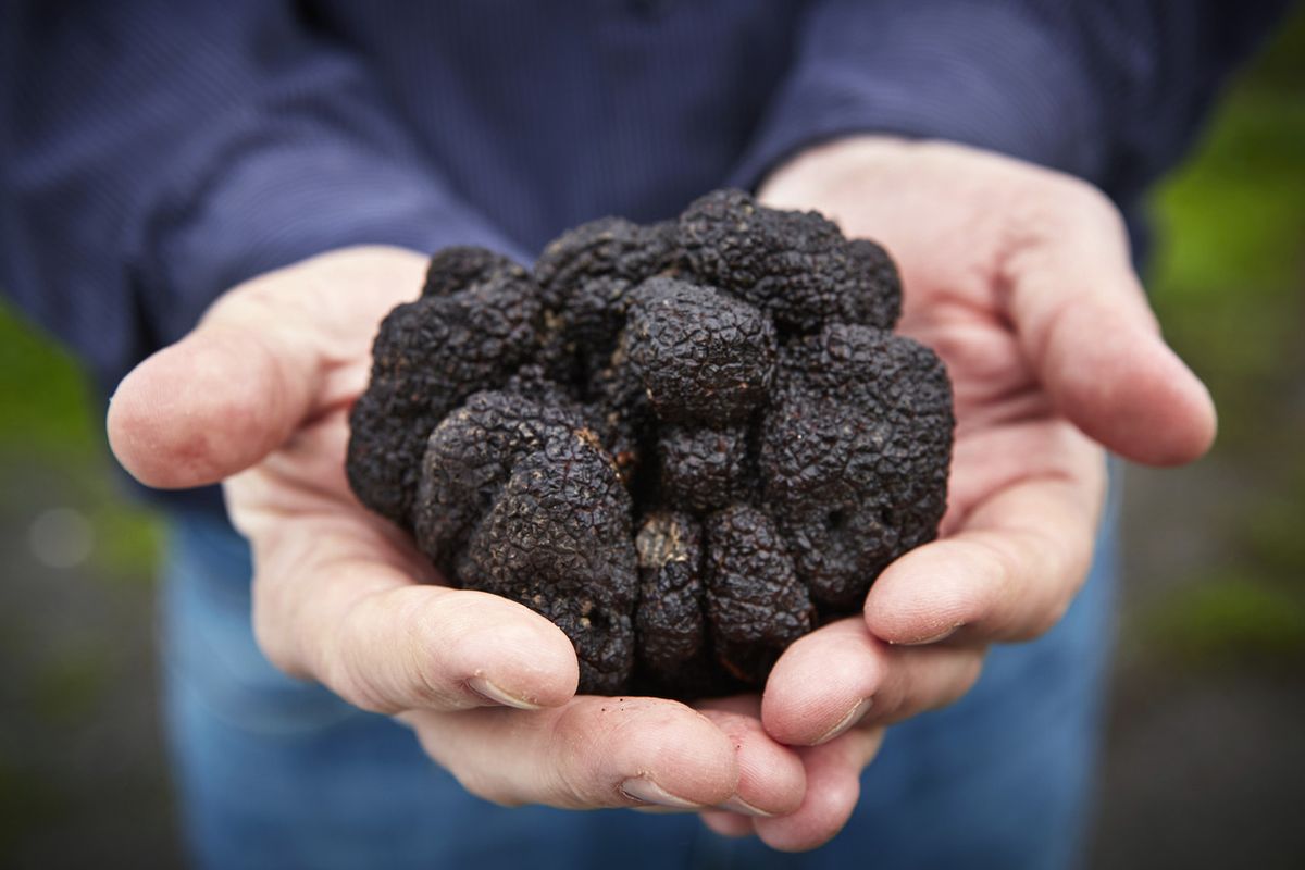 Giant Black Truffle goes up for sale on NFT auction