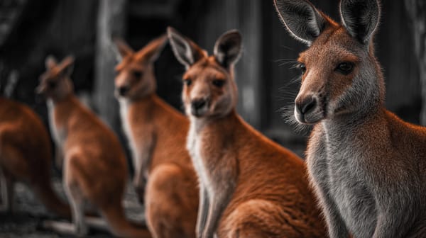 Australian Investors Gain Access to 240 Cryptocurrencies Through Webull Platform Launch